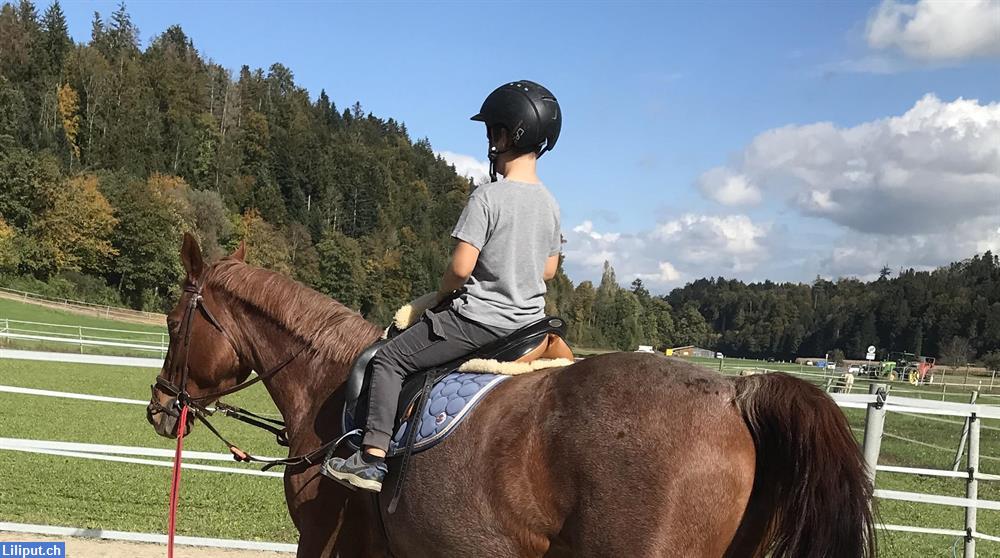 Bild 4: Abwechslungsreiches Praktikum mit Pferden, Region Willisau-Dagmersellen