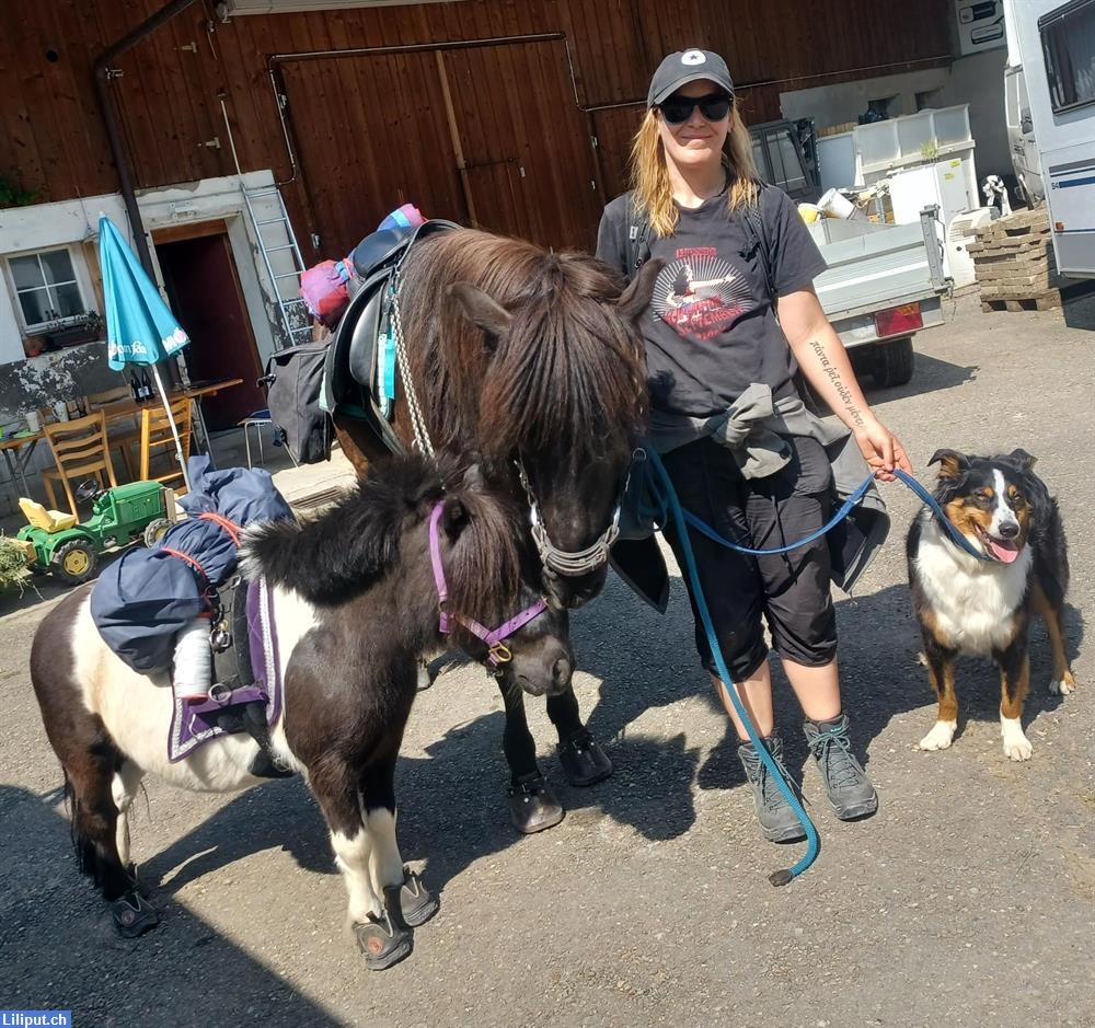 Bild 1: Geführtes Ponyreiten für Kinder in 8046 Zürich