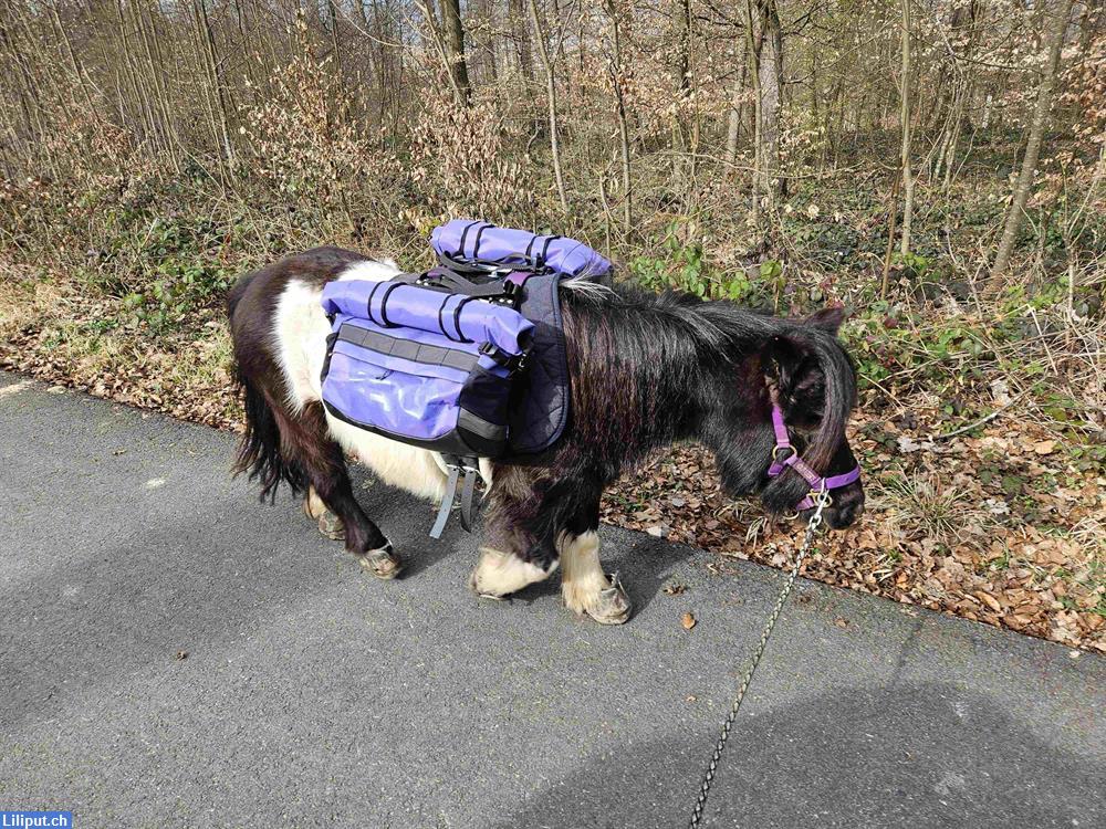 Bild 2: Geführtes Ponyreiten für Kinder in 8046 Zürich