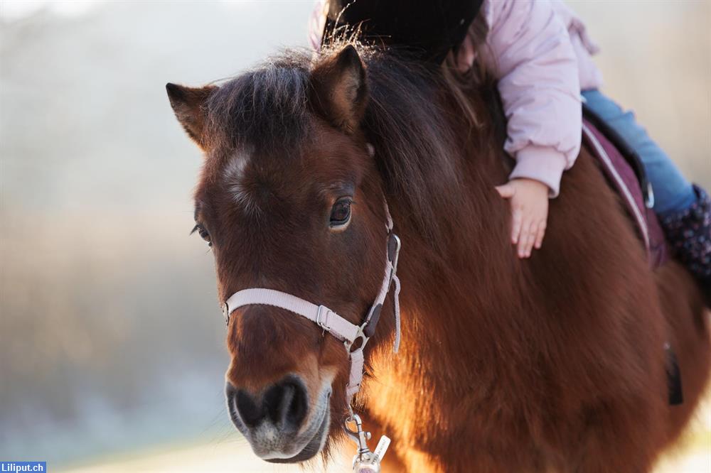 Bild 1: Bauernhof Spielgruppe mit Ponys im Limmattal