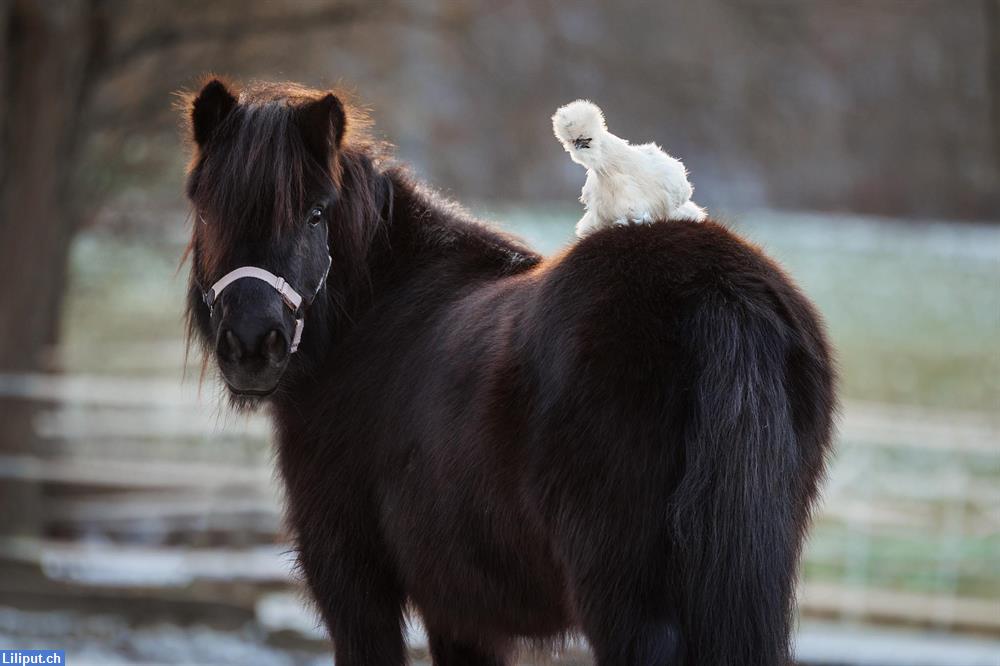 Bild 3: Bauernhof Spielgruppe mit Ponys im Limmattal