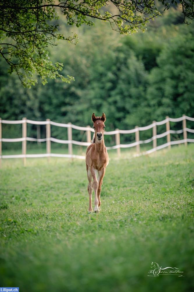 Bild 2: Pony Camp / Reitlager im Begegnungshof Limmattal