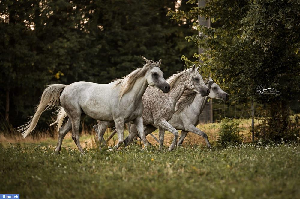 Bild 5: Pony Camp / Reitlager im Begegnungshof Limmattal