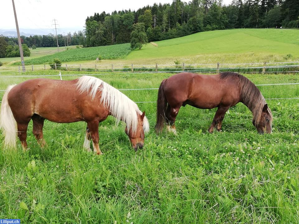 Bild 1: Ponyhoftage in Oetwil am See im ZH-Oberland