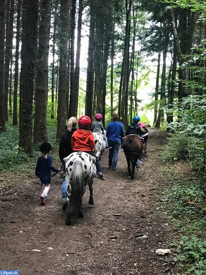 Bild 2: Ponyhoftage in Oetwil am See im ZH-Oberland